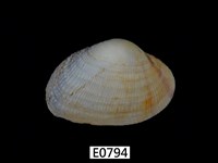 藏品(紫晃蛤)的圖片